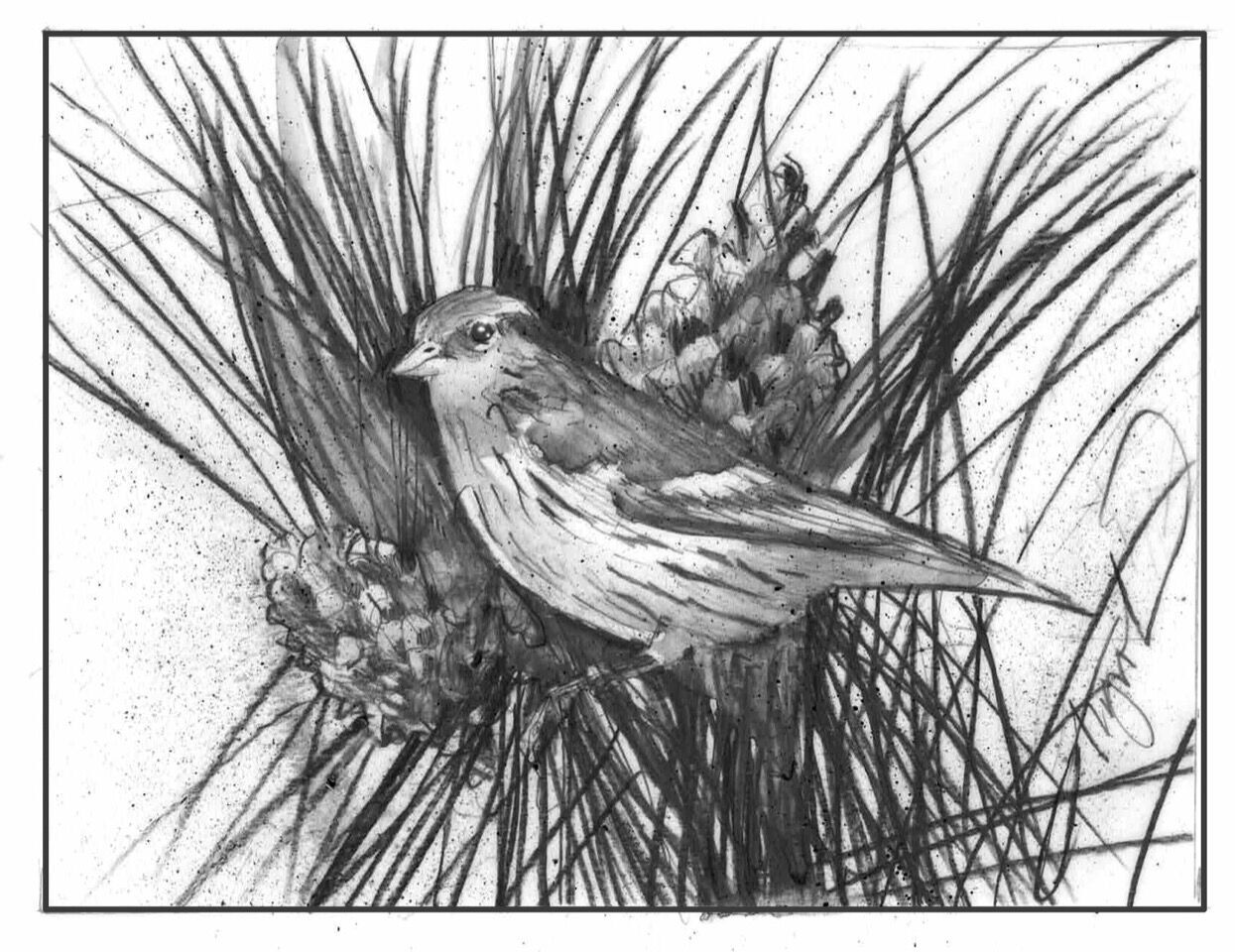 The Outside Story: Pine siskins irrupting